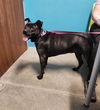 adoptable Dog in  named ZOE