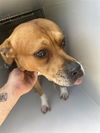 adoptable Dog in  named A640986