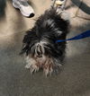 adoptable Dog in  named FLASH