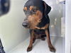 adoptable Dog in  named A640980