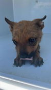 adoptable Dog in  named A641000