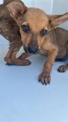 adoptable Dog in  named A641001