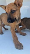adoptable Dog in  named A641002