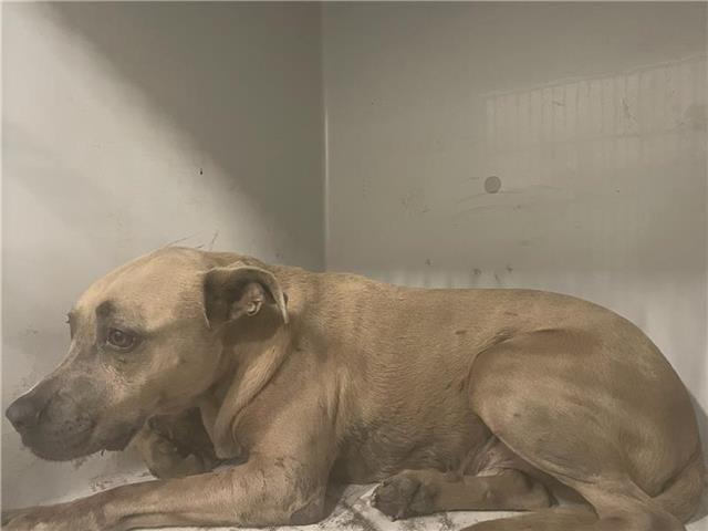 adoptable Dog in Houston, TX named A641010