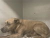 adoptable Dog in  named A641010