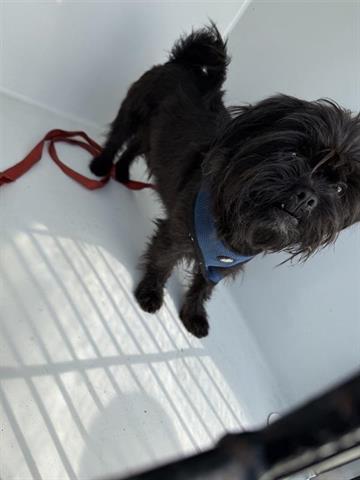 adoptable Dog in Houston, TX named SAUNDO