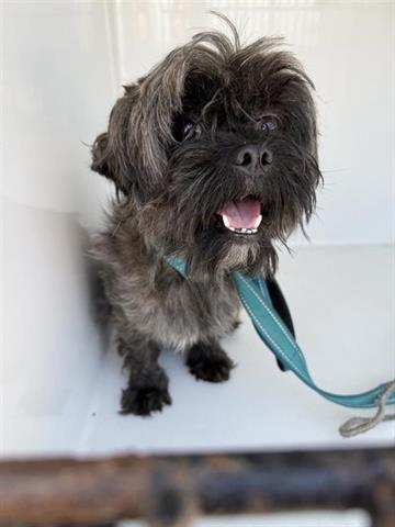 adoptable Dog in Houston, TX named LITTLE BEAR