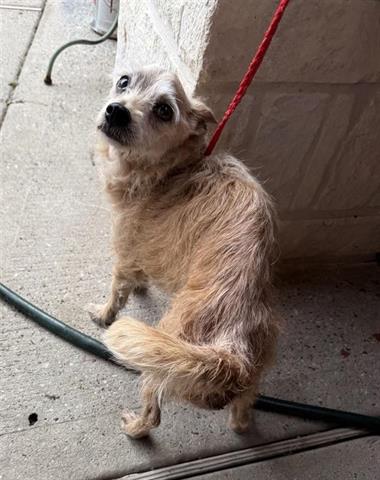 adoptable Dog in Houston, TX named TOTO