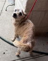 adoptable Dog in  named TOTO