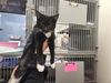 adoptable Cat in  named A641037