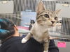 adoptable Cat in  named A641038