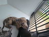 adoptable Dog in  named A641051