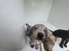 adoptable Dog in  named A641052