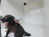 adoptable Dog in  named A641053