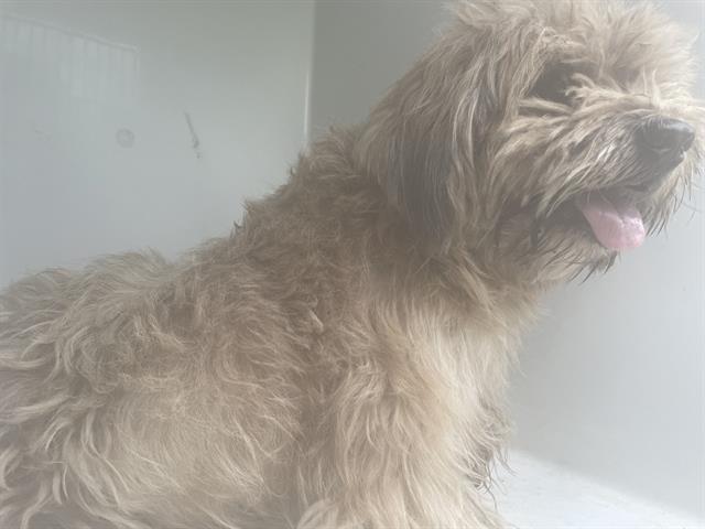 adoptable Dog in Houston, TX named A641059