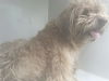adoptable Dog in  named A641059