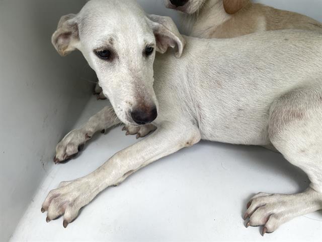 adoptable Dog in Houston, TX named A641063