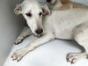 adoptable Dog in  named A641063