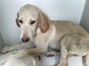 adoptable Dog in  named A641064