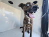 adoptable Dog in  named A641083
