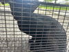 adoptable Cat in houston, TX named BAGHEERA
