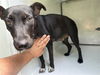 adoptable Dog in  named A641130
