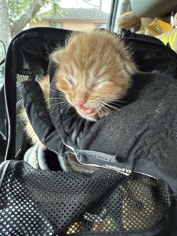 adoptable Cat in Houston, TX named SUNKIST