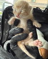 adoptable Cat in houston, TX named A638085