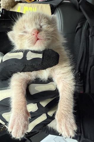 adoptable Cat in Houston, TX named DR. PEPPER