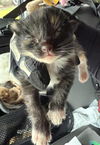 adoptable Cat in houston, TX named A638088