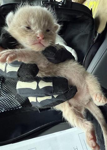 adoptable Cat in Houston, TX named SPRITE