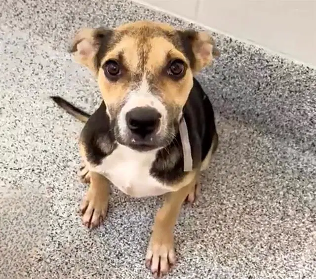 Maggie - Staffordshire Bull Terrier