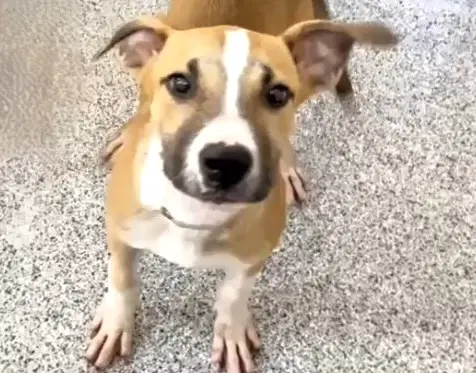 Millie - Beagle