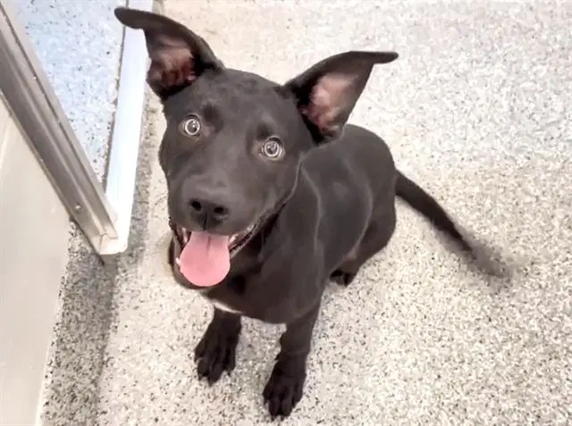 Butch - Labrador Retriever