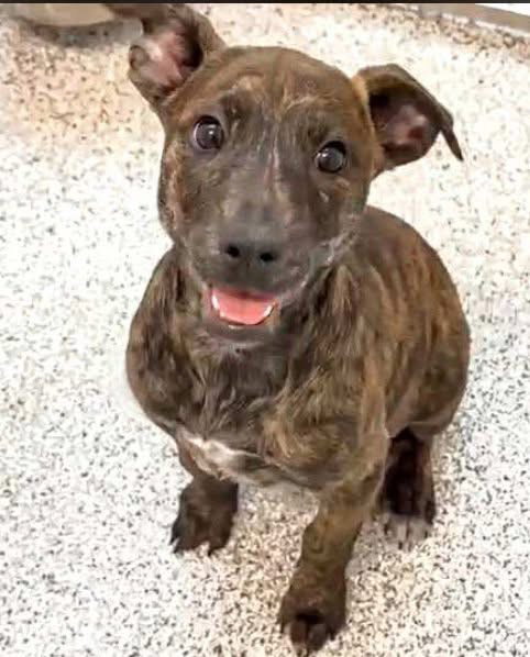 picture of the dog needing adoption