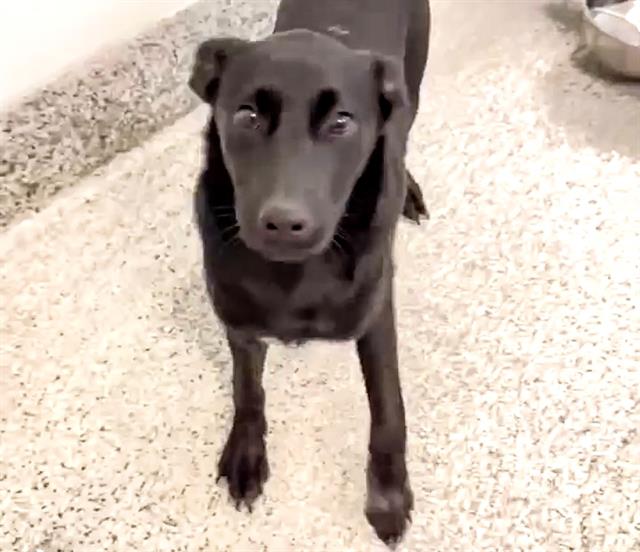 VADER