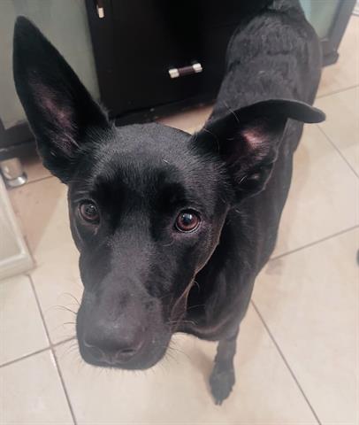 VADER