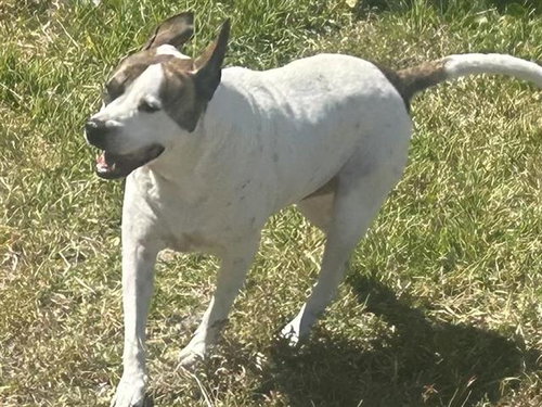 picture of the dog needing adoption