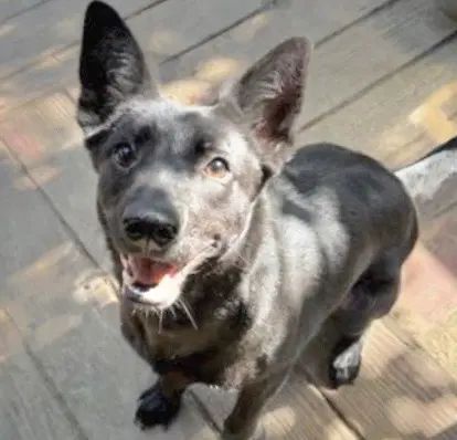 Bean - German Shepherd Dog