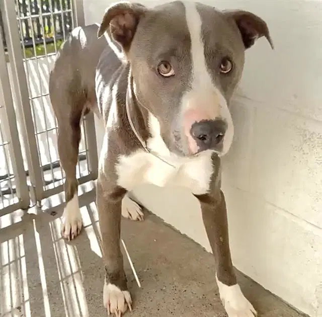 Cowpoke - Pit Bull Terrier