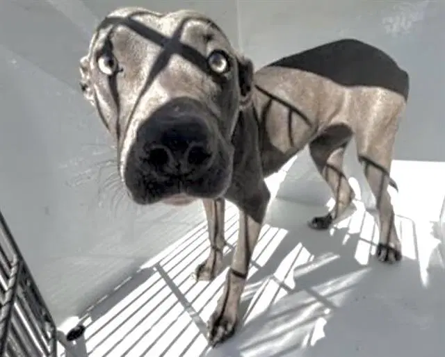 Cookie - Pit Bull Terrier