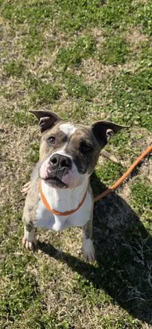 Penny Aka Tippy - Staffordshire Bull Terrier