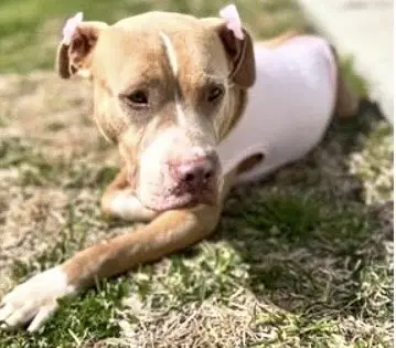 Lover Girl - Pit Bull Terrier
