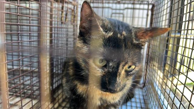 A650341 Image