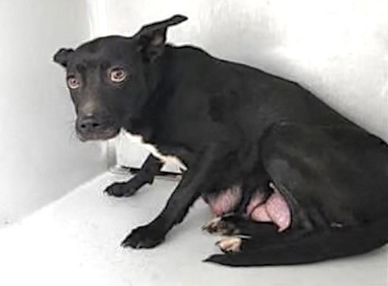 Pit Bull
