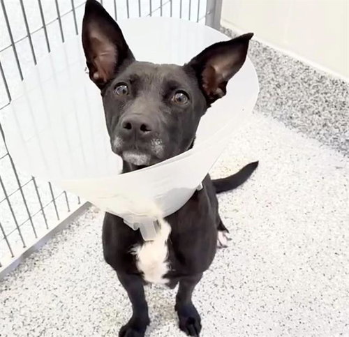 picture of the dog needing adoption