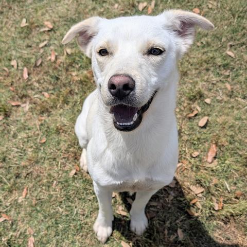 ROVER, an adoptable Carolina Dog in Houston, TX
