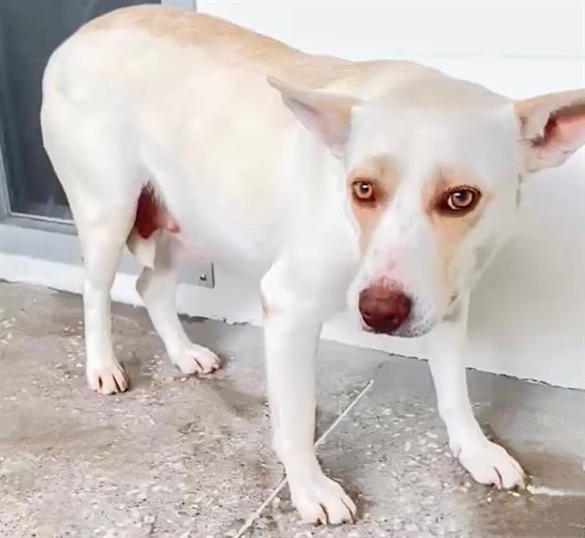 Carolina Dog