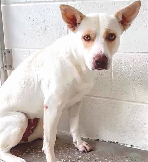 picture of the dog needing adoption