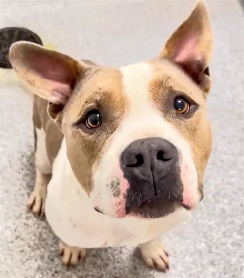 picture of the dog needing adoption